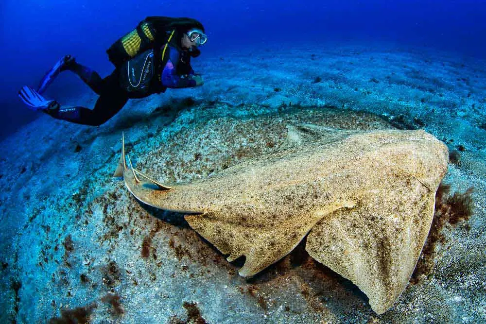 person scuba diving
